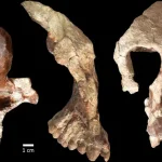8.7 Million Year Old Ape Fossils Challenge Long Accepted Ideas About Human Origins
