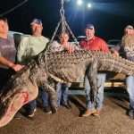 Alligator Weighing 518 Pounds Caught By Hunting Party On Mobile