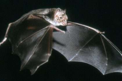 Bat In Snohomish County Tests Positive For Rabies, Fifth Case