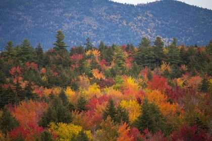 Fall Foliage Expert Says New England Will Have A 'long