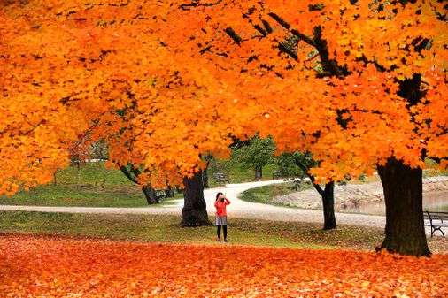Fall Foliage Experts Predict "brighter, More Intense Colors" This Season,