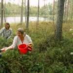 Find Berries, Herbs And Understandings In Sweden