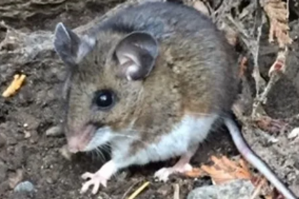 Hantavirus Diagnosed In Teenager After Rat Bite In Issaquah Home