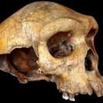 Human Ancestor Nearly Extinct, Genetic Study Suggests