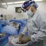 New York University Surgeons Claim Progress In Transplanting Pig Kidneys