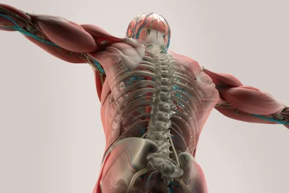 New Study Reveals Cause Of Muscle Weakness
