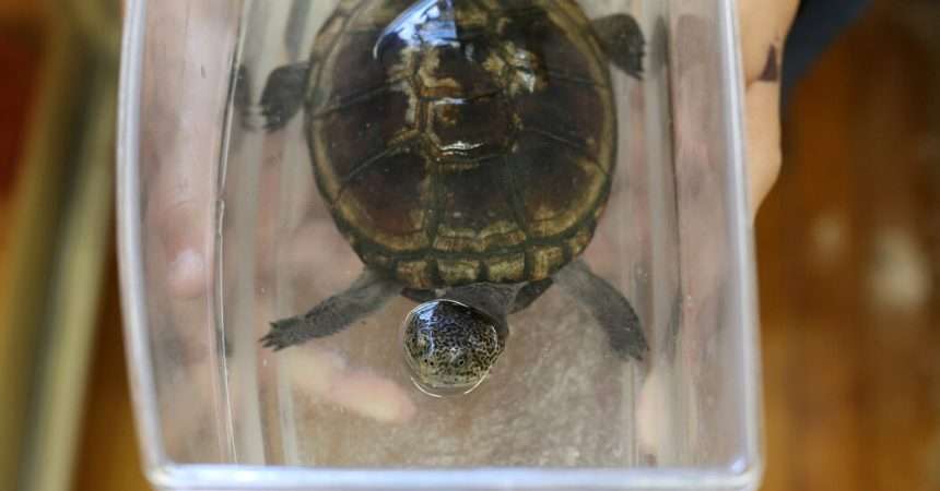 Salmonella Outbreak Affects 26 People, Linked To Small Turtles, Cdc