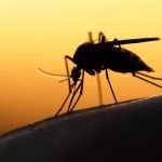West Nile Confirmed In Barnstable Mosquito Samples