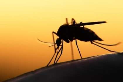 West Nile Confirmed In Barnstable Mosquito Samples