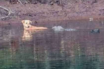 A Crocodile In India Was Seen Saving A Dog From