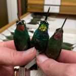 A New Species Of Hummingbird With Rare Golden Wings Shocks