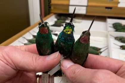 A New Species Of Hummingbird With Rare Golden Wings Shocks
