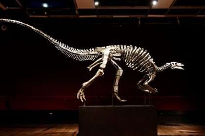 A Rare Dinosaur Known As 'barry' Goes Up For Auction