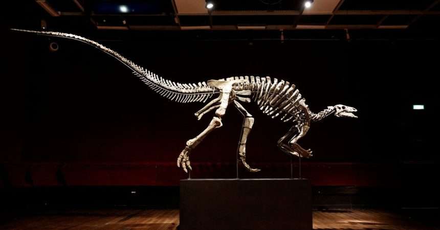A Rare Dinosaur Known As 'barry' Goes Up For Auction