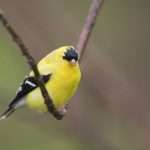 Birds’ Problem Solving Ability Is Linked To Song Complexity – Ars