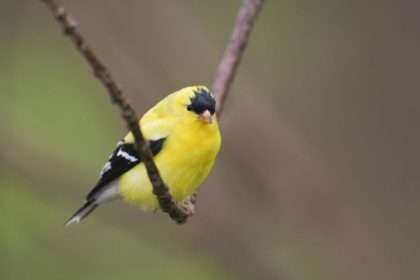 Birds’ Problem Solving Ability Is Linked To Song Complexity – Ars
