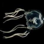 Brainless Jellyfish Demonstrates Learning Ability