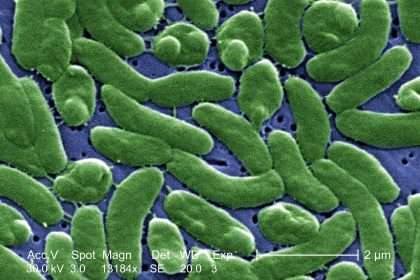 Cdc Warns Medical Professionals About Vibrio Vulnificus Bacteria