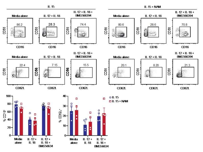 Can Vitamins Turn Natural Killer Cells Into Cancer Treatments? Scientists