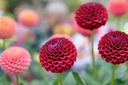 Dahlia Flower Extract Found To Stabilize Blood Sugar Levels