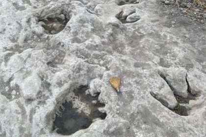 Dropping Water Levels In Texas Reveal Dinosaur Footprints From 110