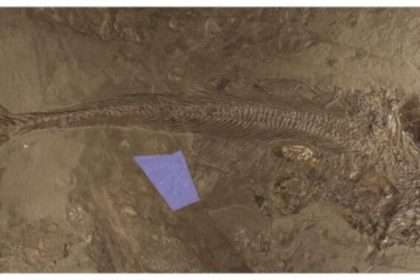 Fish Fiasco Saves Rare Fossils