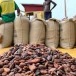 Ghana Raises On Farm Cocoa Price For 2023/24 As Supplies Dwindle
