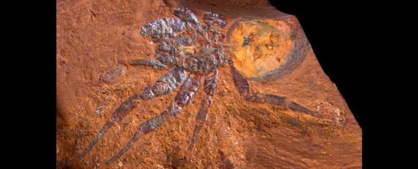 'giant' Trapdoor Spider Fossil Discovered In Australia, Take A Look!: