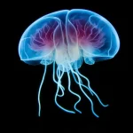 Jellyfish Surprise Scientists With Learning Skills