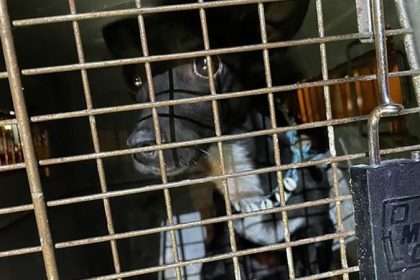 Missing Delta Passenger's Dog Found At Atlanta's Hartsfield Jackson Airport Three