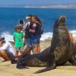 No More Sea Lion Selfies: San Diego Beaches Closed To