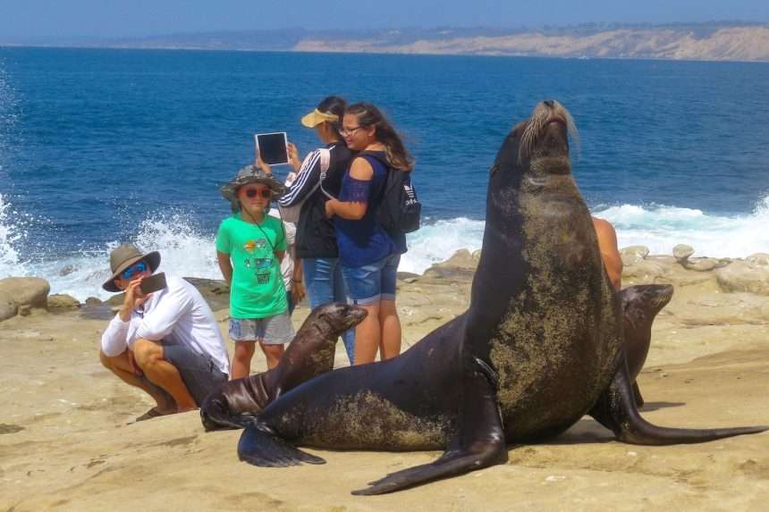 No More Sea Lion Selfies: San Diego Beaches Closed To