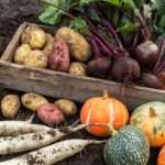 Recipe Report: Introducing Autumn Vegetables Foodservice Director