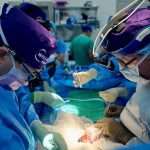 Research Team Reports Longest Successful Transplant Of Pig Kidneys Into