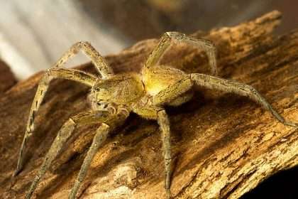 Researchers Announce That Spider Venom Could Be The New Viagra