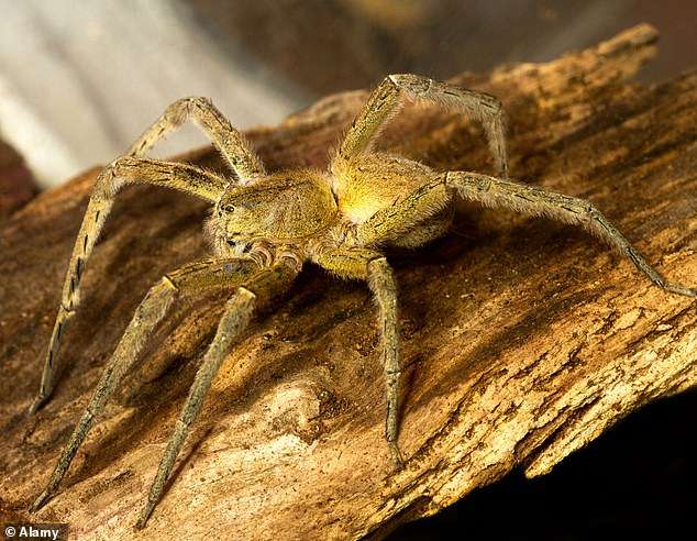 Researchers Announce That Spider Venom Could Be The New Viagra