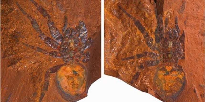 Scientists Discover 'giant' Dinosaur Spider Fossil In Australia
