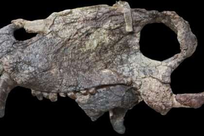 Scientists Discover Skull Of Giant Predator Long Before Dinosaurs: Sciencealert