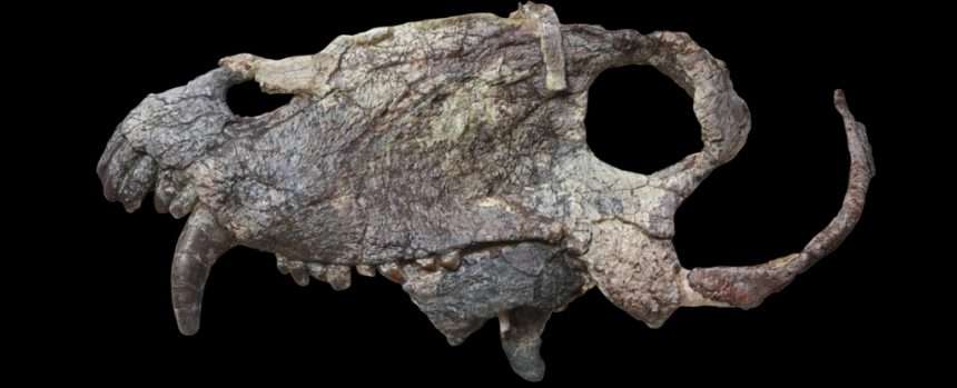 Scientists Discover Skull Of Giant Predator Long Before Dinosaurs: Sciencealert