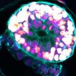 Scientists Have Created A Model Of A Human Embryo That