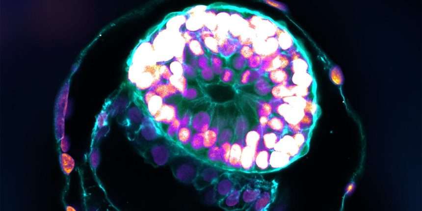 Scientists Have Created A Model Of A Human Embryo That