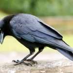 Study Reveals For The First Time That Crows Use Statistical