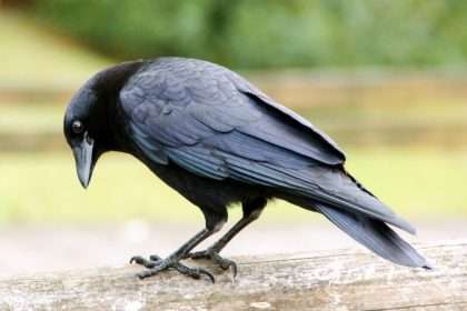 Study Reveals For The First Time That Crows Use Statistical