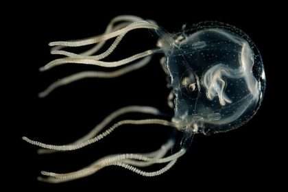 Surprising Jellyfish Discovery Challenges What We Know About Learning And