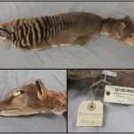 Tasmanian Tiger Rna Recovered For The First Time From An