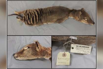 Tasmanian Tiger Rna Recovered For The First Time From An