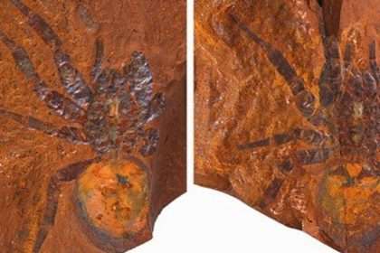 Scientists Discover 'giant' Dinosaur Spider Fossil In Australia