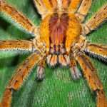A Popular Ed Treatment Made From Deadly Spider Venom Has