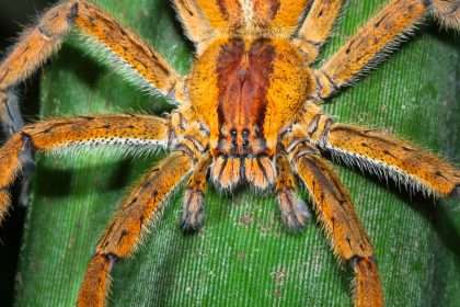 A Popular Ed Treatment Made From Deadly Spider Venom Has