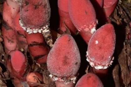 Strange Fleshy Plant Parasite Has One Of The Strangest Genomes